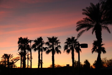 Fototapeta na wymiar Palm trees in sunset, Lake Havazu, Arizona