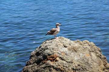 bird on the rock