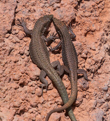 Two Madeiran wall lizards on rocks, their natural habitats. The Madeiran wall lizard, a species of lizard in the family Lacertidae, genus Teira. The species is endemic to the Madeira Archipelago.