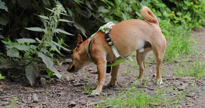 Small light brown male dog with yellow harness sniffing at nettles, lifting leg and peeing on the flowers at the dog park. 4K Slow motion Footage