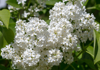 A branch of white lilac.
 This shrub has become a popular favorite for the tenderness and beauty of the bush.