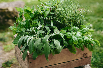 Green herbs in wooden container in garden