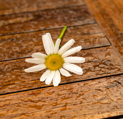 Obraz premium daisy on wooden background