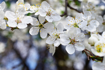 Fototapeta premium Cherry flowers in bloom.