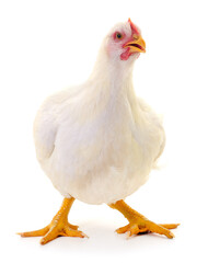 white hen isolated.