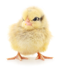 Small yellow chicken