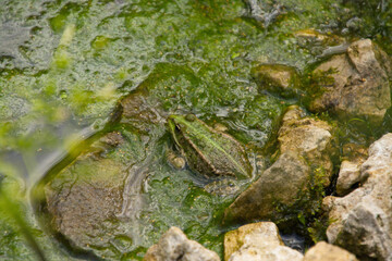 Grüner Teichfrosch getarnt  im Teich