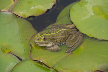 Brauner Teichfrosch sitzt zwischen Teichrosen