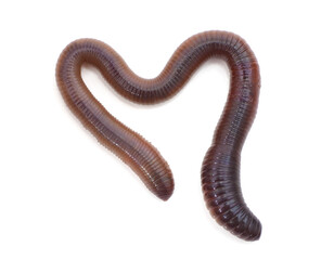 One slippery worm.