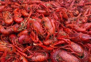 Close up of freshly boiled hot Louisiana crawfish 