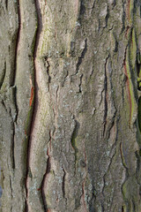 tree trunk bark 3d texture close-up