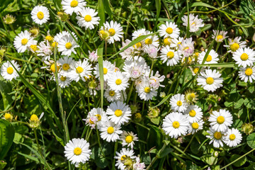 Eine Wiese voller Gänseblümchen © mije shots