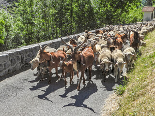 troupeau de chèvres et de moutons partant en transhumance dans les Alpes du Sud  pour passer l'été dans les alpages
