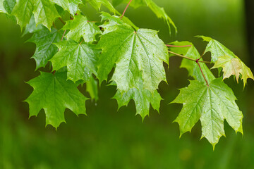 The Young maple leaves in a raindrops