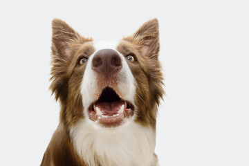 Portraut surprised border collie dog. Isolated on white background