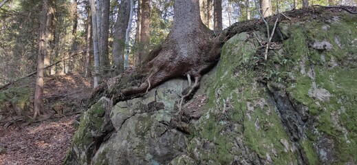 Natura svizzera © Антон Мироненко