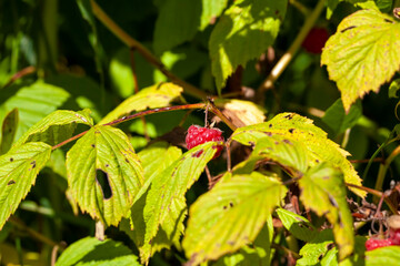 raspberry bushes in the summer with green foliage