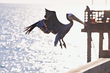 Pelikan fliegt über Wasser
