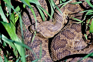 Besides the rattles on their tails, rattlesnakes can be identified by their triangular shaped heads and protruding eyes