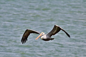 Pelikan fliegt über Wasser