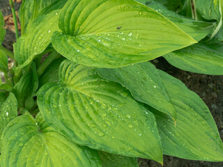 Ogród po deszczu. Duże, mięsiste liście rośliny ozdobnej funkia hosta są mokre, są pokryte...