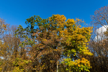 yellowed maple foliage on trees in the autumn season