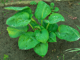 Ogród po deszczu. Duże, mięsiste liście rośliny ozdobnej funkia hosta są mokre, są pokryte...