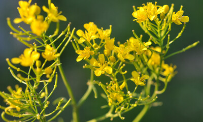 Water horseradish forest (Rorippa sylvestris) grows in nature