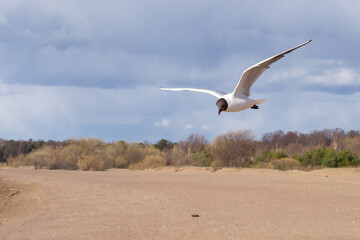 White-winged gull soars over the beach against the backdrop of the forest