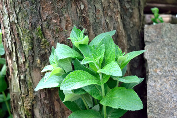Obraz premium mint bush against the background of the trunk of an old apple tree, close-up as a texture for the background
