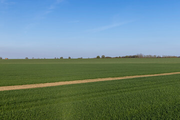 Obraz premium agricultural field where green unripe wheat grows