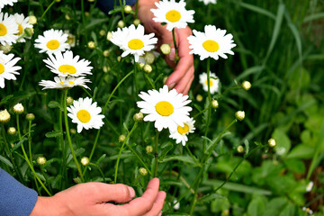 blooming daisies in the garden in the arms of a girl, close-up as a texture for the background