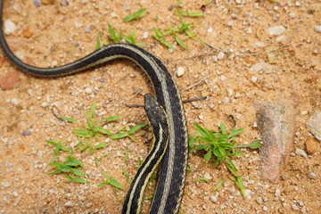 Garter Snake roaming around on the ground.