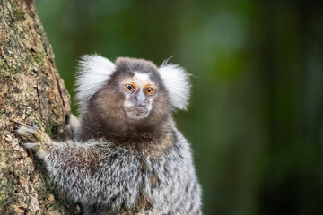 Little monkey Brazilliam mico 