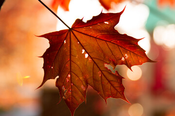 Fototapeta na wymiar Autumn maple leaf closeup, selective focus