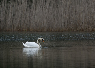 swan fishing