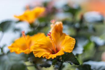 Yellow papule with bokeh background