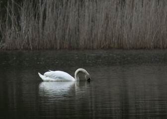 swan fishing