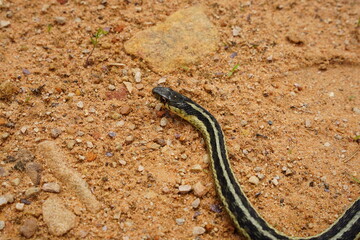 Garter Snake roaming around on the ground.
