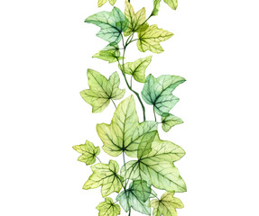 Watercolor transparent leaves in vertical seamless pattern. English ivy plant. Fresh grape foliage isolated on white - obrazy, fototapety, plakaty