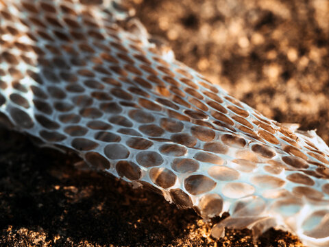 macro photo of a discarded snake skin lying on the ground in bright sunset sunlight