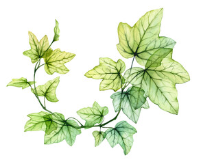 Watercolor transparent leaves in round wreath composition. English ivy plant. Fresh grape foliage isolated on white. Realistic detailed botanical illustration - 510692728