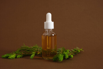 glass dropper bottle with cosmetic serum or oil and sprig of spruce with fresh shoots, young shoots of pine needles