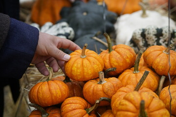 Herbstmarkt mit verschiedenen Kürbissen