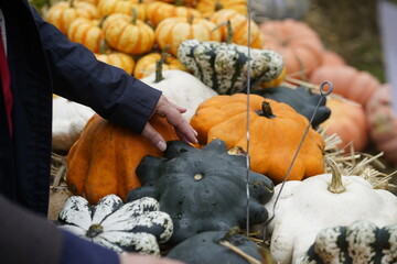 Herbstmarkt mit verschiedenen Kürbissen