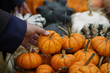 Herbstmarkt mit verschiedenen Kürbissen