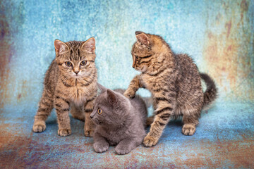 Three cute kittens, one gray and two striped, sit next to each other on a blue background. Kittens carefully watch the toy behind the scenes with curious eyes