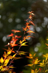 Japanischer roter Ahorn