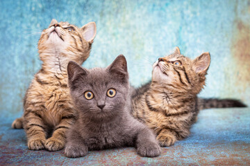 Three cute kittens, one gray and two striped, sit next to each other on a blue background. Kittens...