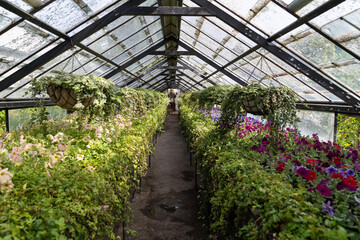 Old greenhouse with tropical flowers and plants inside, sunlight. Glasshouse with dirty glass roof and walking path in botanical garden. 